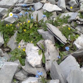 blumen-im-hochgebirge.jpg